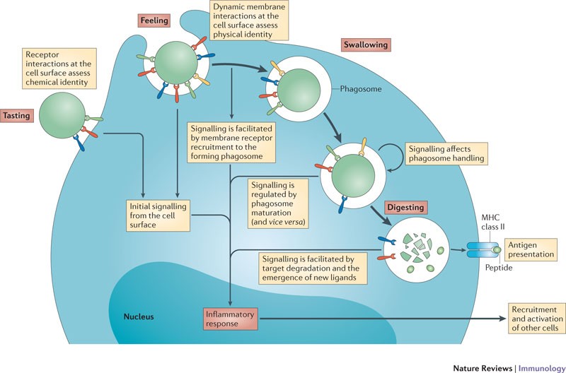 Information Processing During Phagocytosis Nature Reviews Immunology