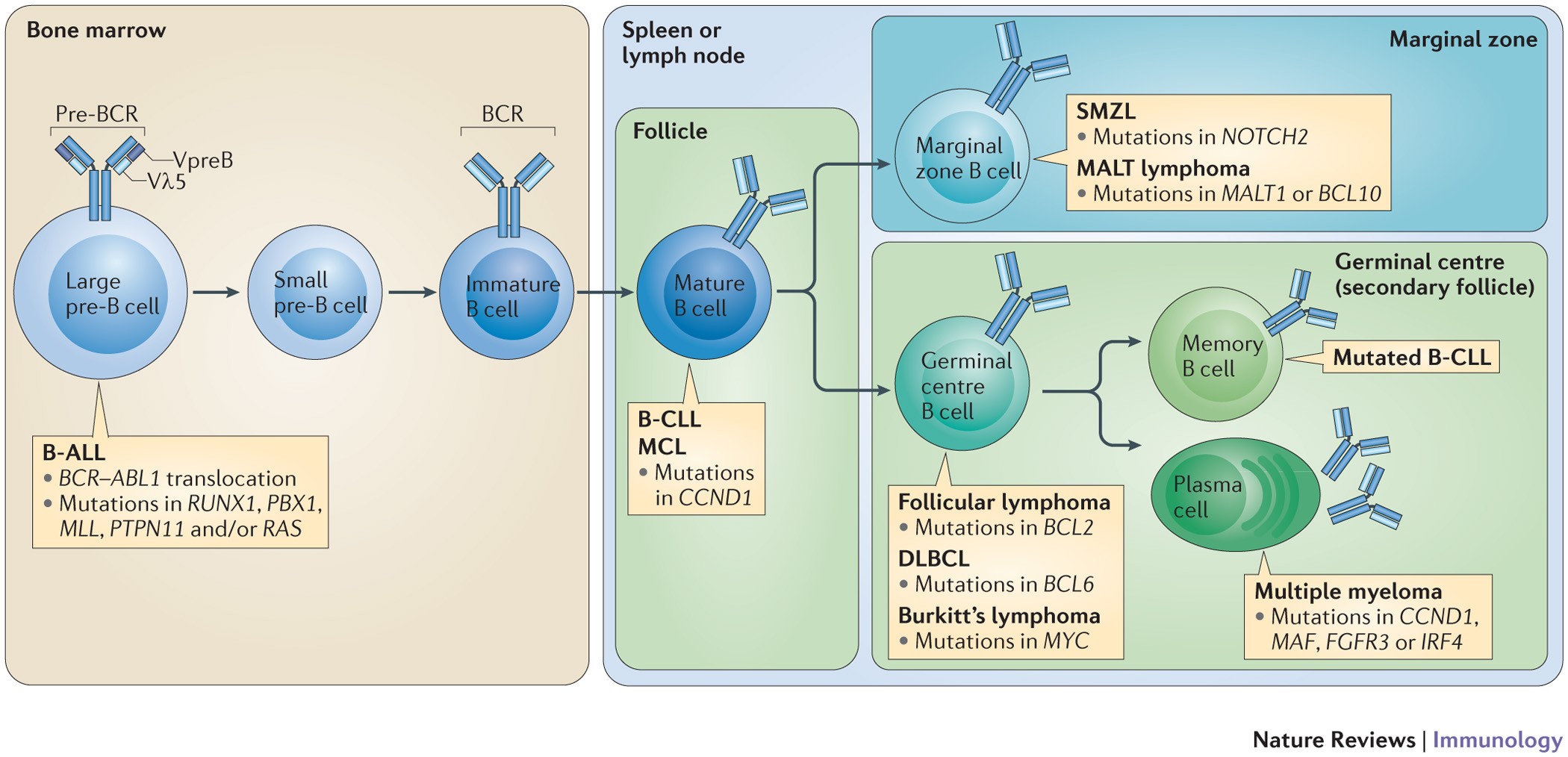 New insights into pre-BCR and BCR signalling with relevance to B cell  malignancies | Nature Reviews Immunology