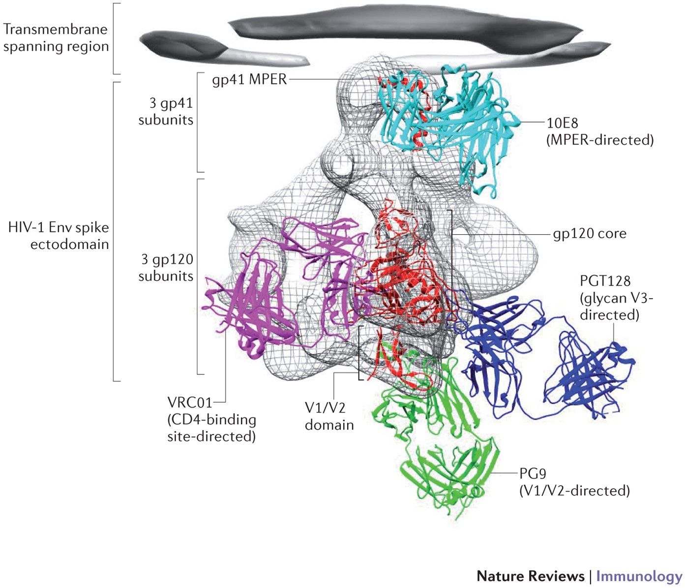 Broadly neutralizing antibodies and the search for an HIV-1 vaccine: the  end of the beginning | Nature Reviews Immunology