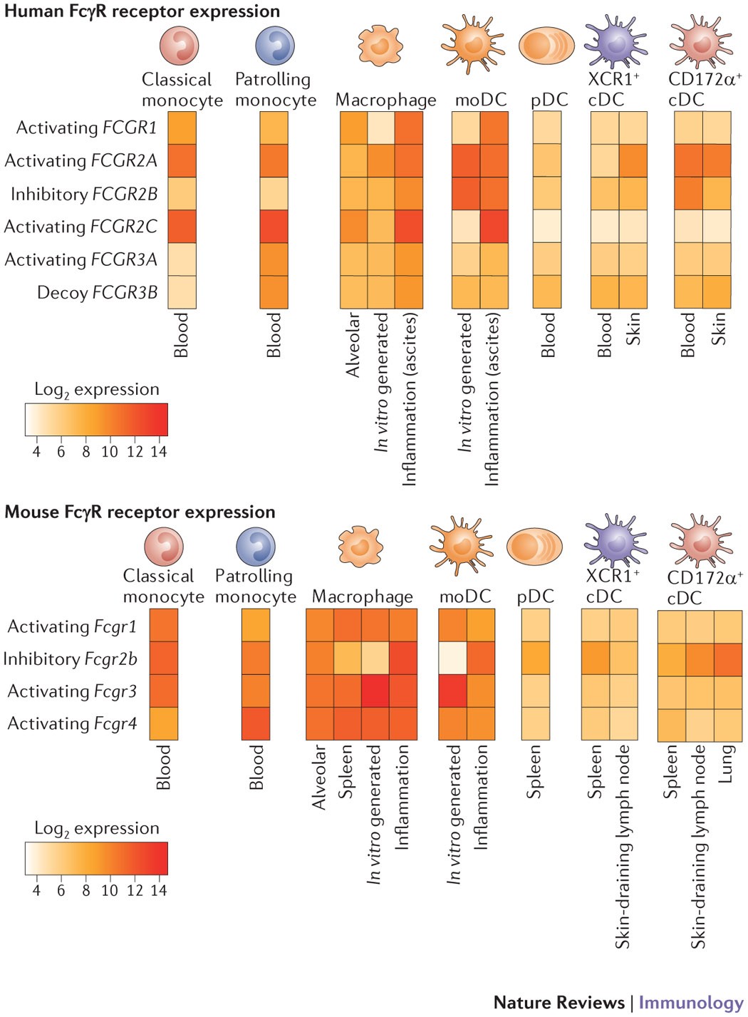 The Function Of Fcg Receptors In Dendritic Cells And Macrophages Nature Reviews Immunology The Function Of Fcg Receptors In Dendritic Cells And Macrophages Nature Reviews Immunology