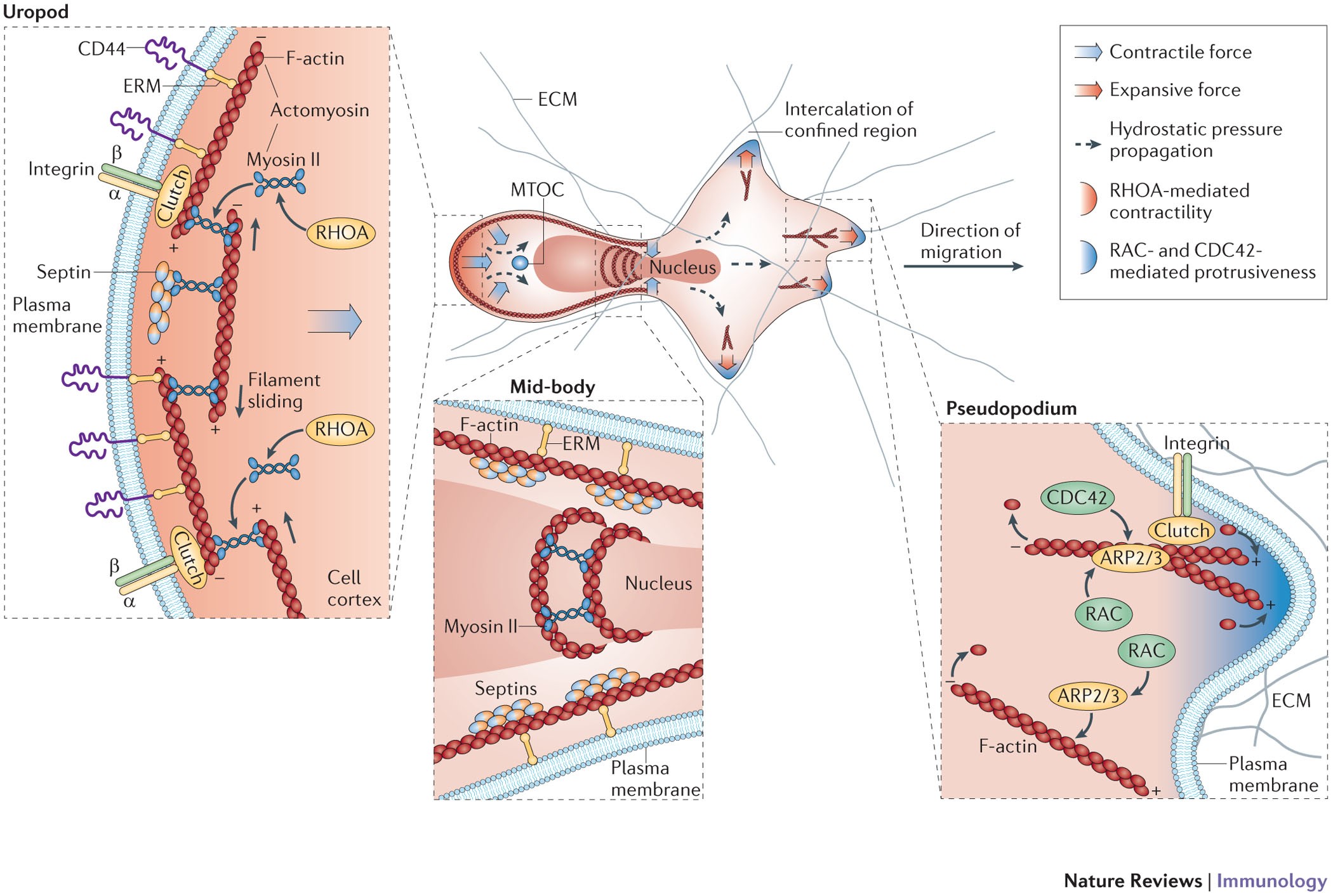 Leukocyte migration in the interstitial space of non-lymphoid organs |  Nature Reviews Immunology