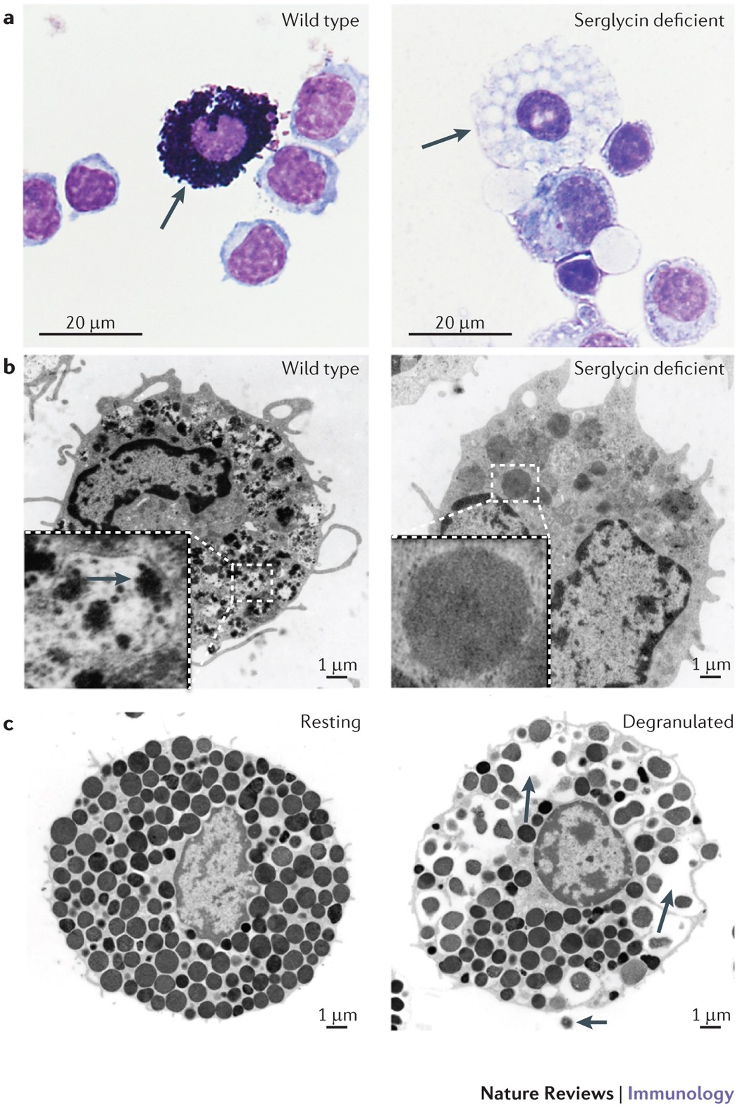 Mast cell secretory granules: armed for battle | Nature Reviews Immunology