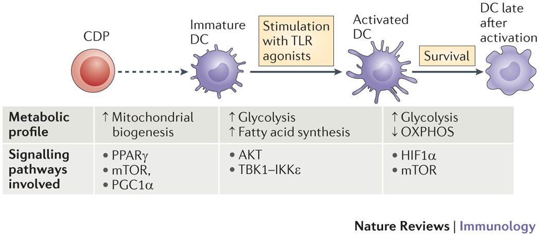 Dendritic cell metabolism | Nature Reviews Immunology