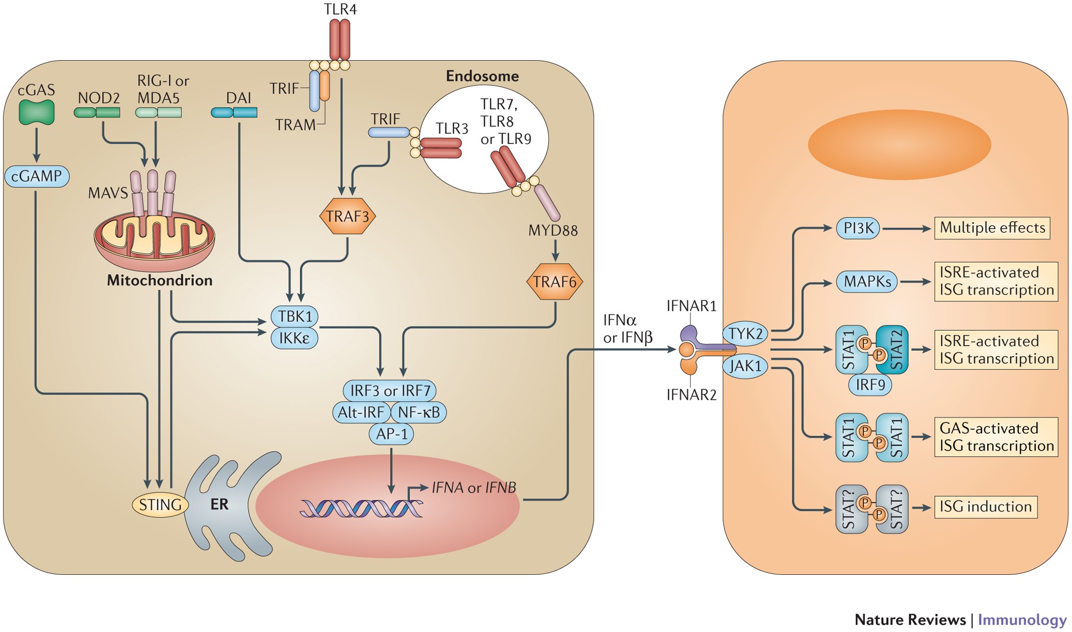 Type I interferons in infectious disease | Nature Reviews Immunology