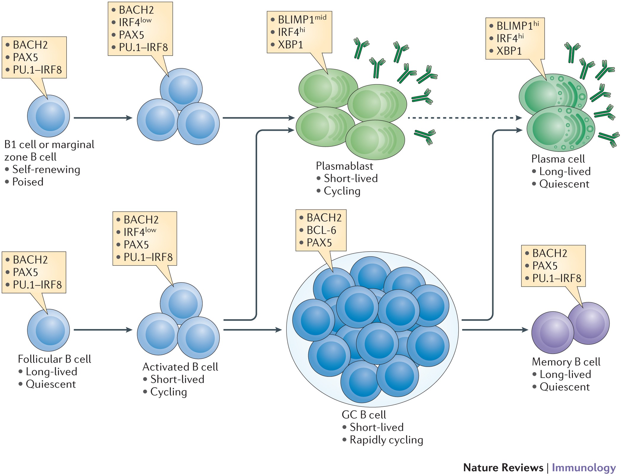 Steam cell plasma фото 78