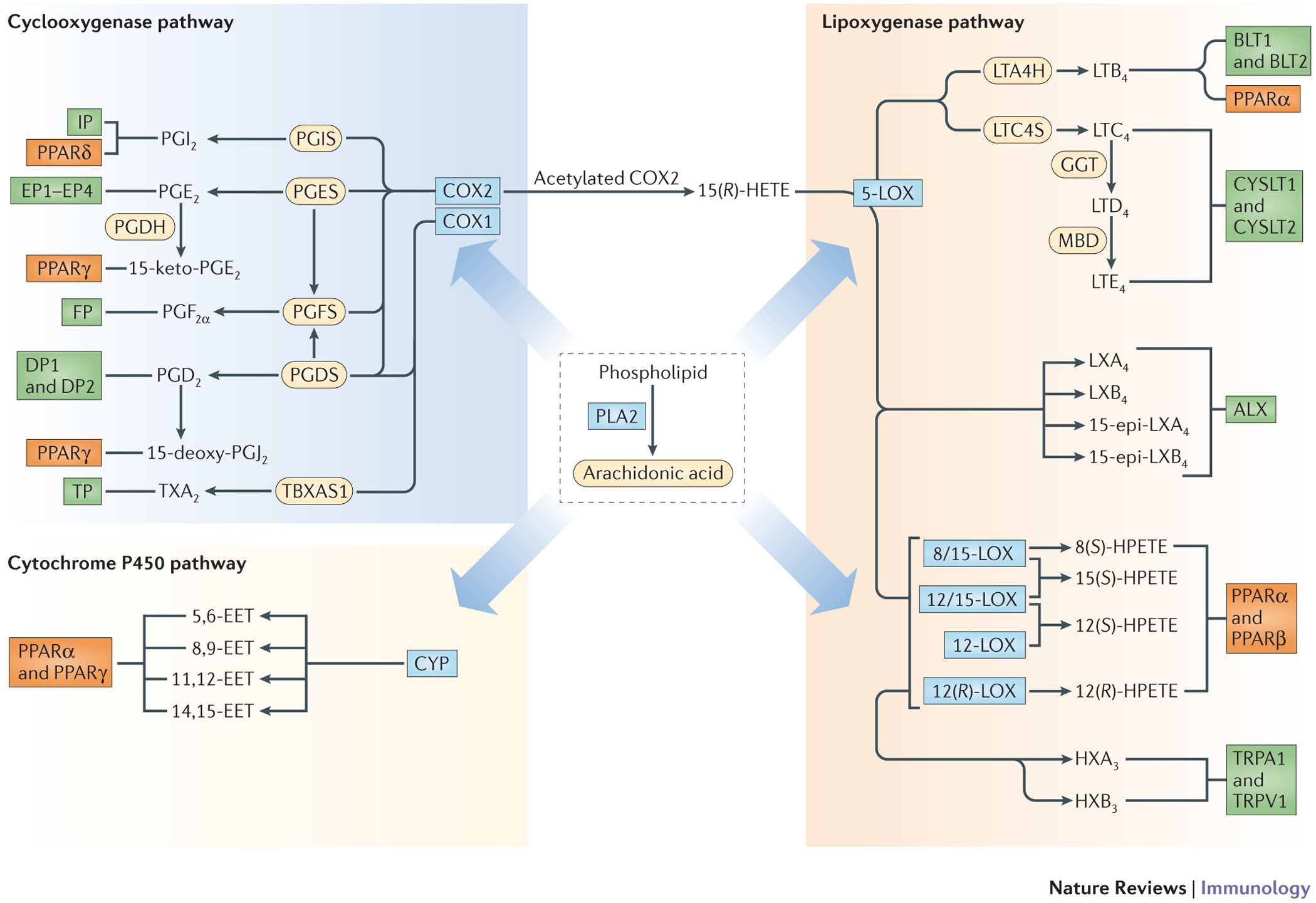 glutathione cycle review The glutathione redox cycle, demonstrating the inter-conversion of