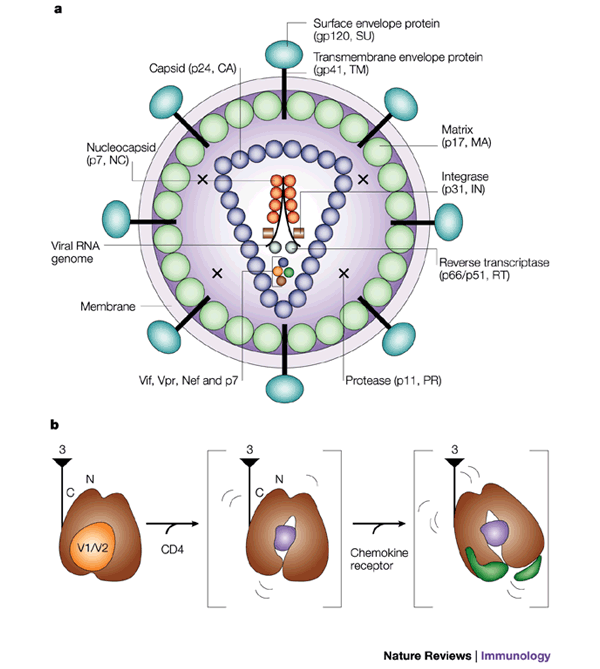 HIV Vaccines