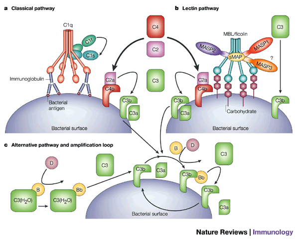 Evolution of the lectin–complement pathway and its role in innate immunity | Nature Reviews Immunology Evolution of the lectin–complement pathway and its role in innate immunity | Nature Reviews Immunology