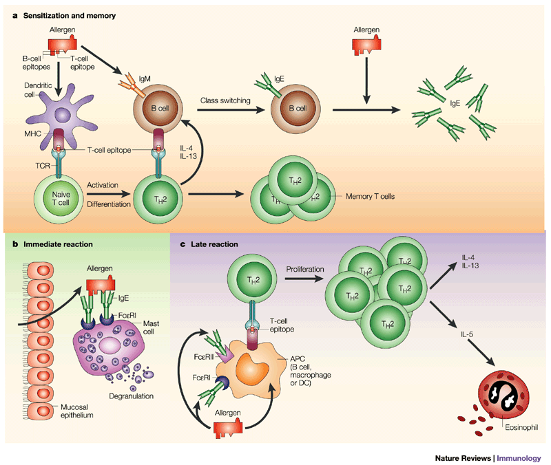 Frontiers  IgE Epitope Profiling for Allergy Diagnosis and