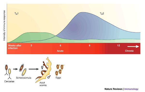 New Insights on Acute and Chronic Schistosomiasis: Do We Need a