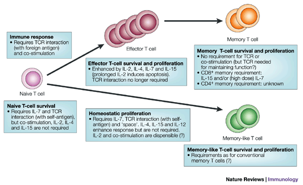 what is the purpose of homeostasis