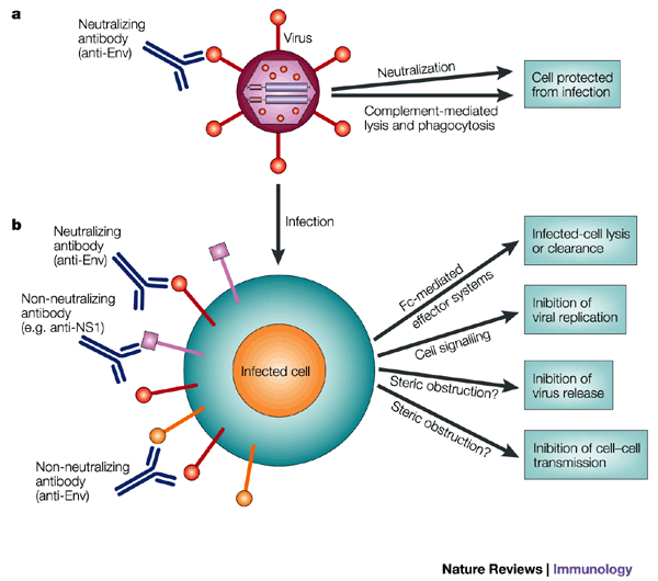 Viruses, Free Full-Text