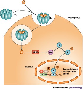 Immune evasion by anthrax | Nature Reviews Immunology