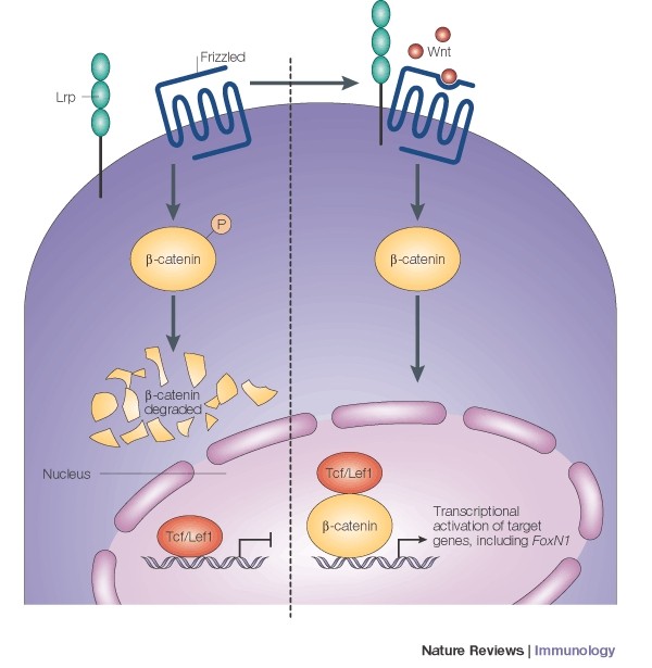 FoxN1 gene regulation in the thymus | Nature Reviews Immunology