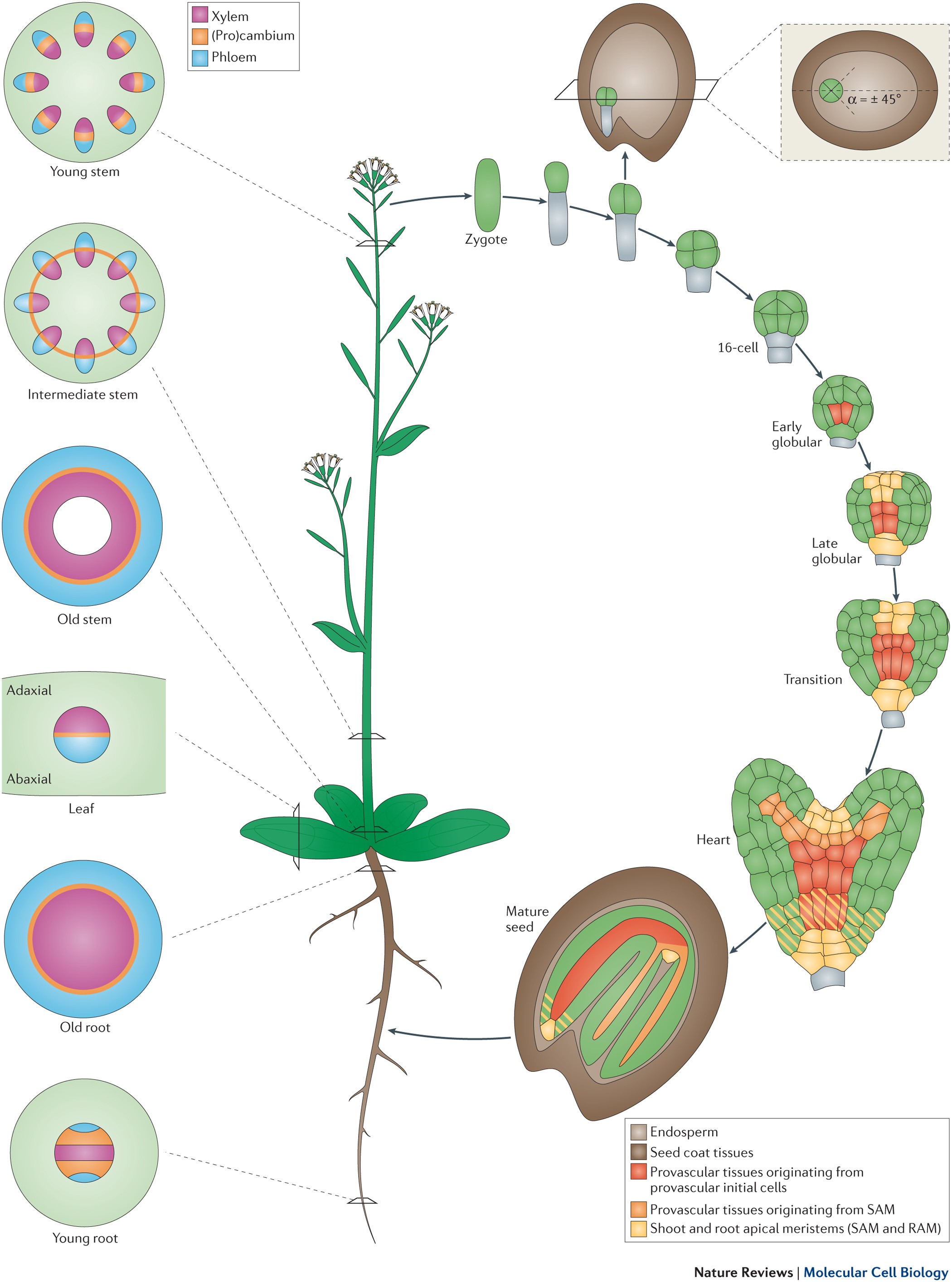 Plant vascular development: from early specification to differentiation |  Nature Reviews Molecular Cell Biology