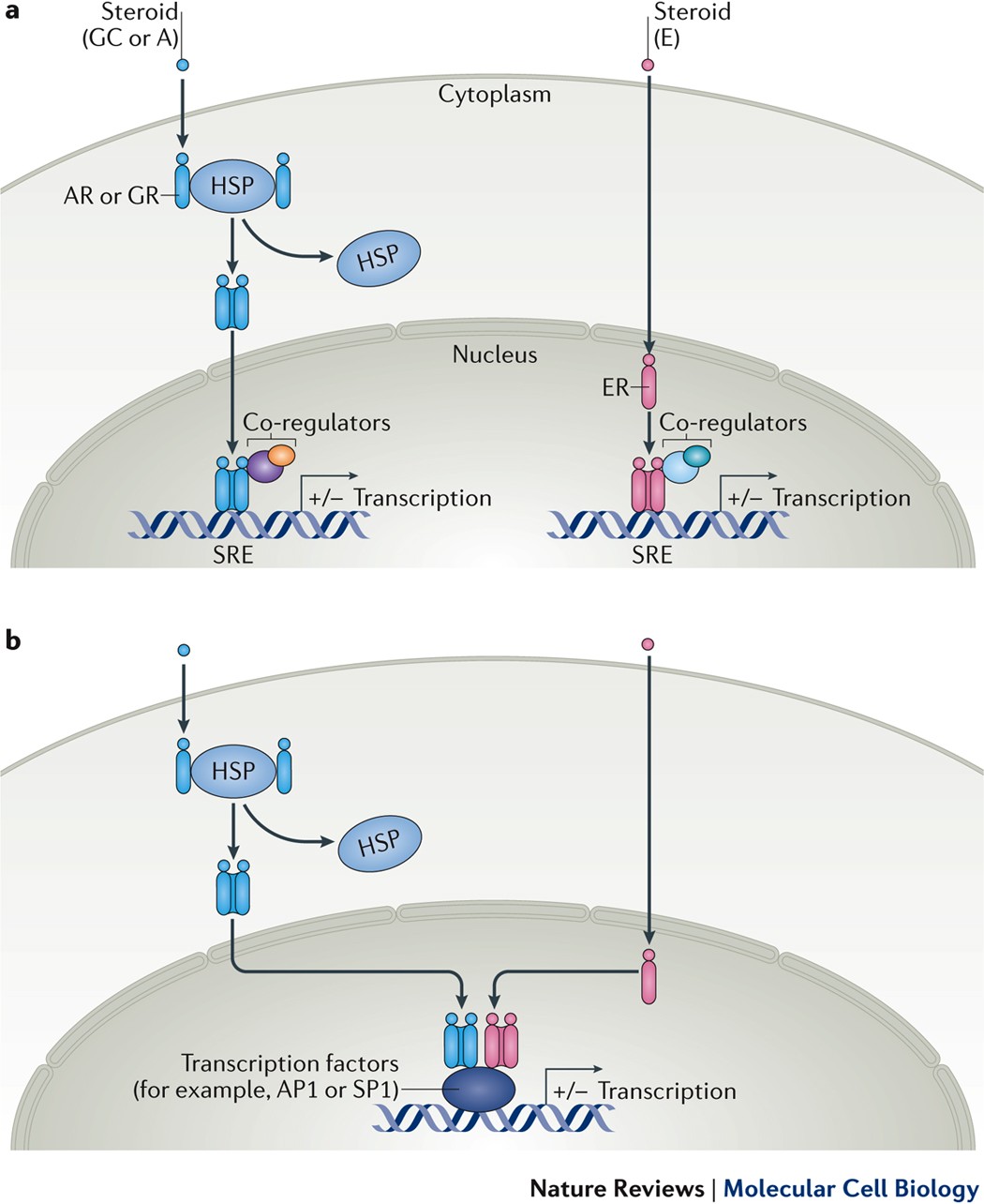 Nuclear Receptors Outside The Nucleus Extranuclear Signalling By