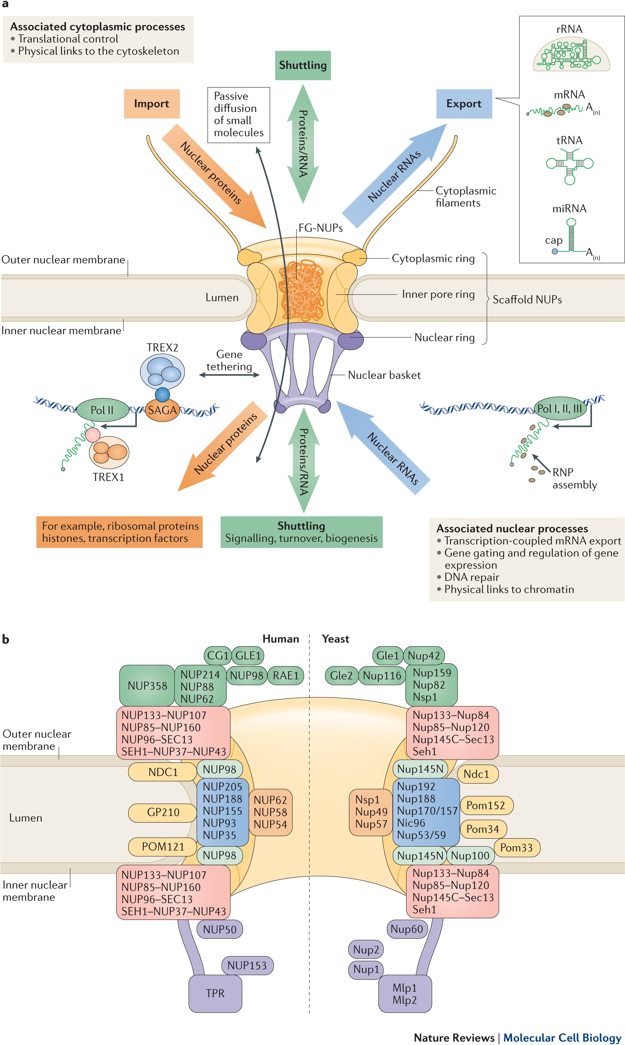 The nuclear pore complex: understanding its function through structural  insight | Nature Reviews Molecular Cell Biology