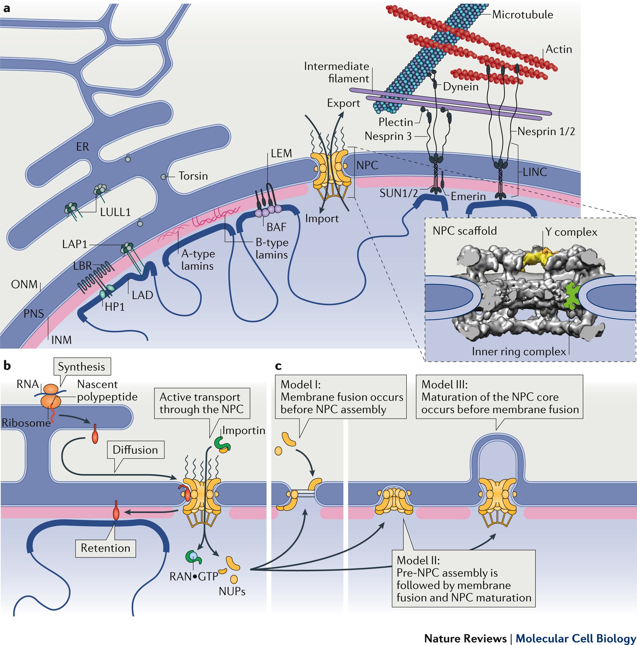 Mechanisms and functions of nuclear envelope remodelling | Nature Reviews  Molecular Cell Biology