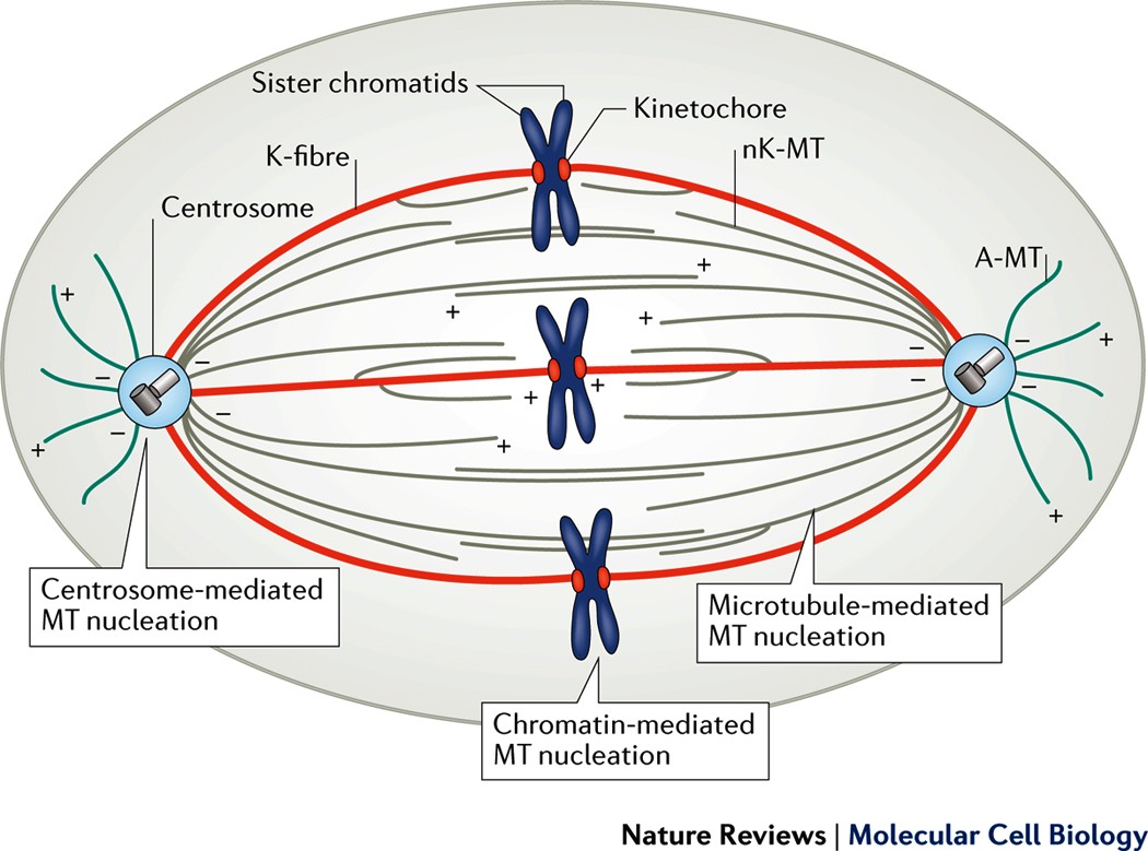 Mitotic Spindle Assembly In Animal Cells A Fine Balancing Act Nature Reviews Molecular Cell Biology