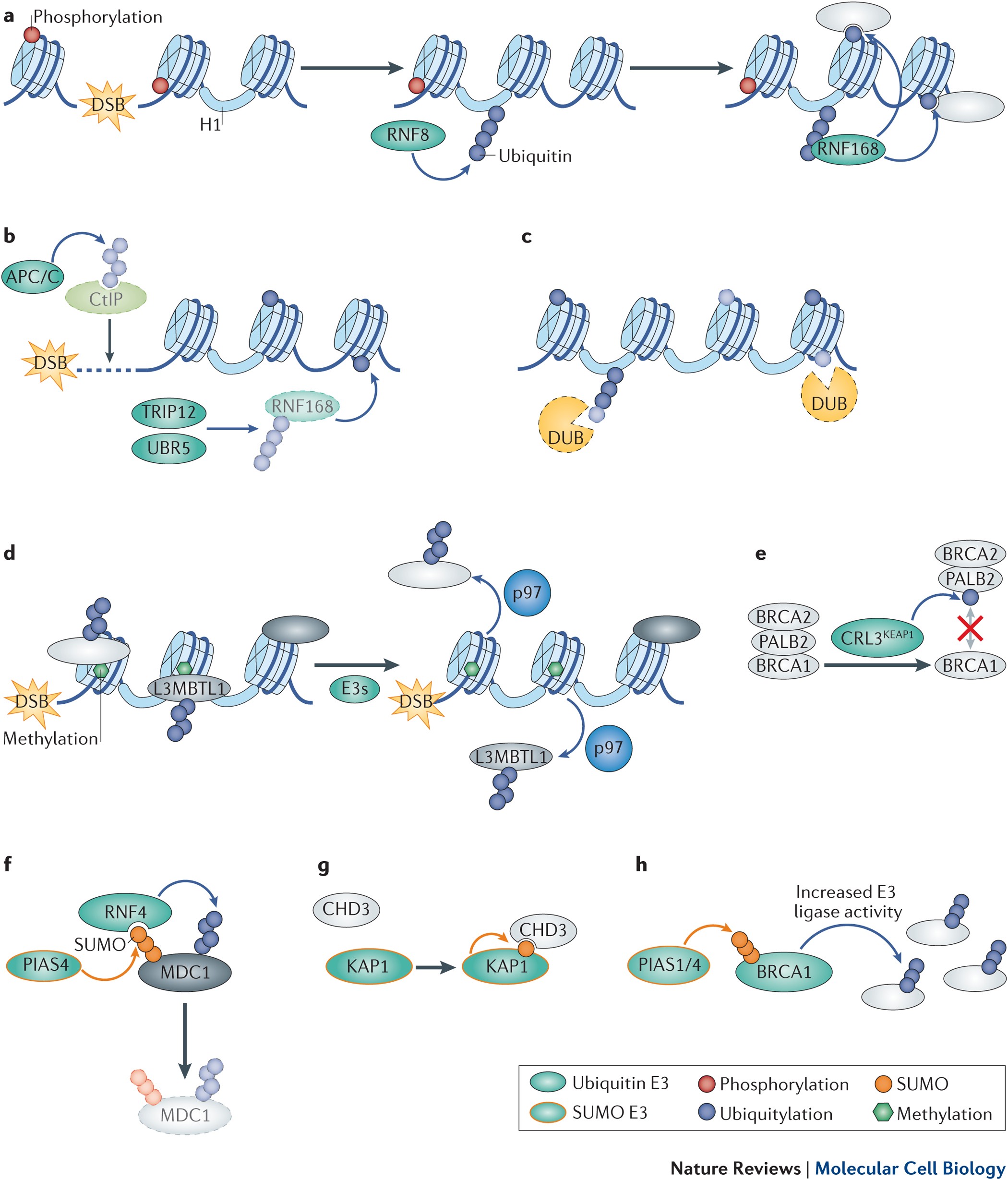 Regulation of DNA double-strand break repair by ubiquitin and  ubiquitin-like modifiers | Nature Reviews Molecular Cell Biology