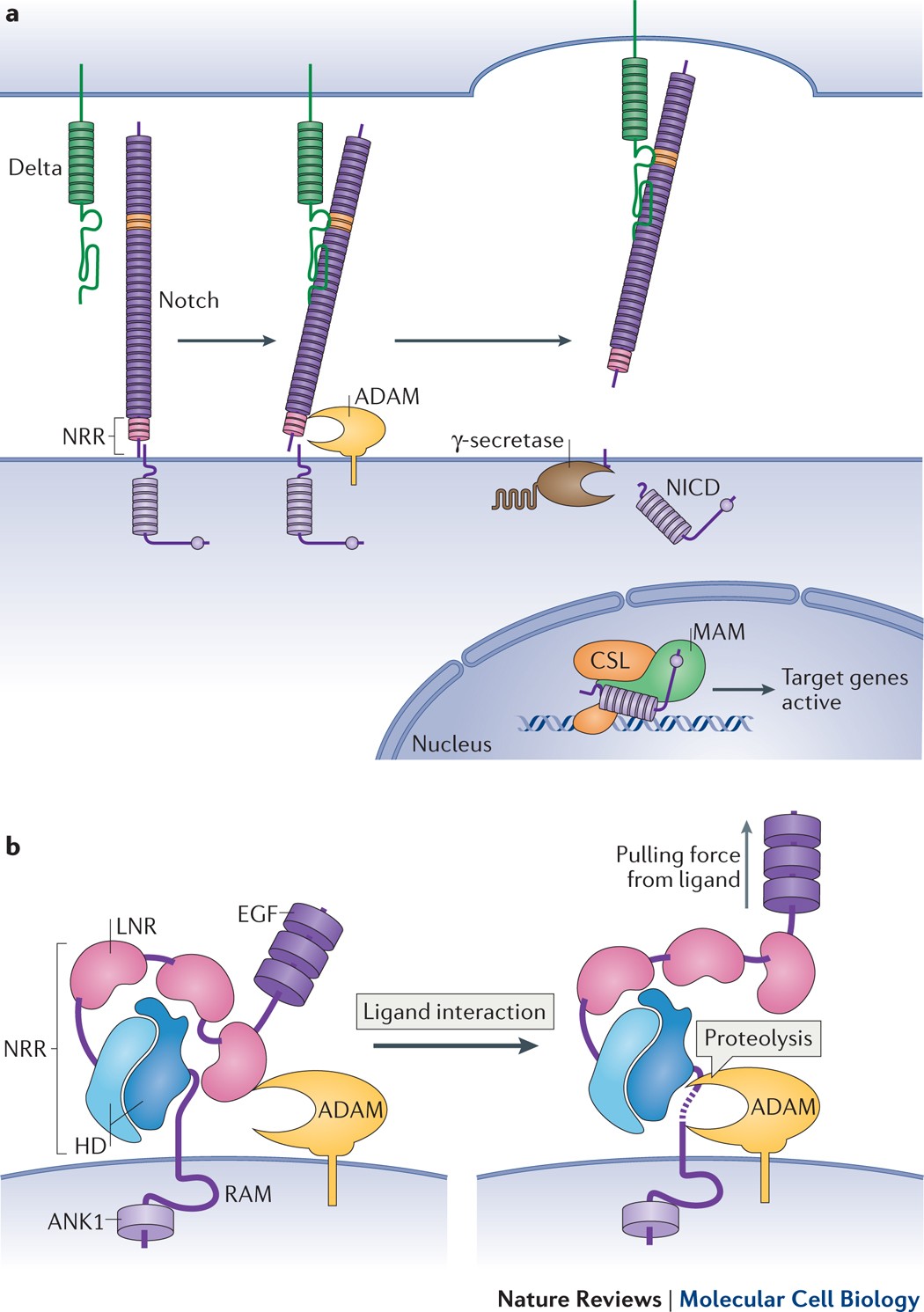 Notch signalling in context | Nature Reviews Molecular Cell Biology