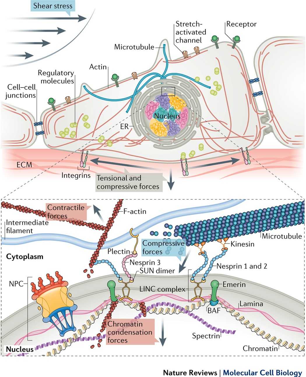 Regulation Of Genome Organization And Gene Expression By Nuclear Mechanotransduction Nature Reviews Molecular Cell Biology Regulation Of Genome Organization And Gene Expression By Nuclear Mechanotransduction Nature Reviews Molecular Cell Biology