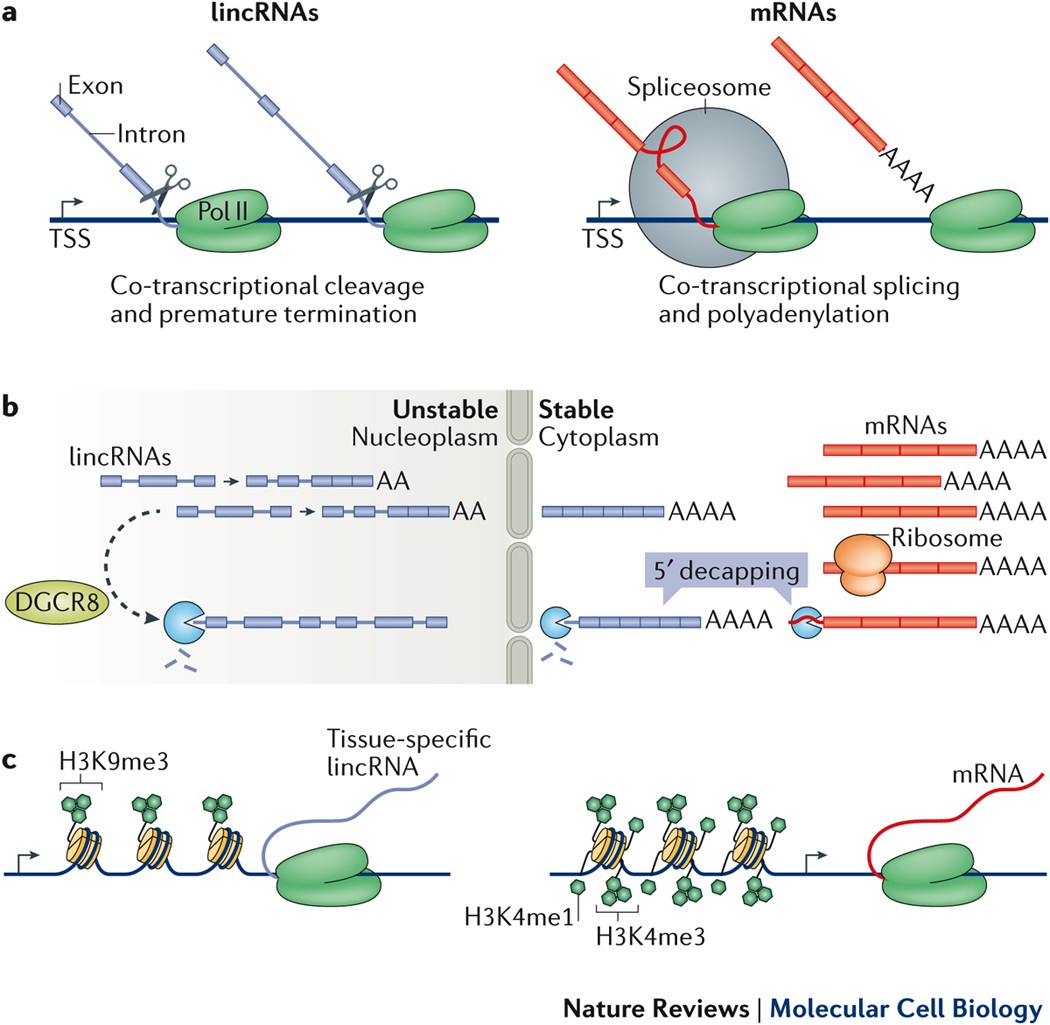 Characterization of long noncoding RNA and messenger RNA