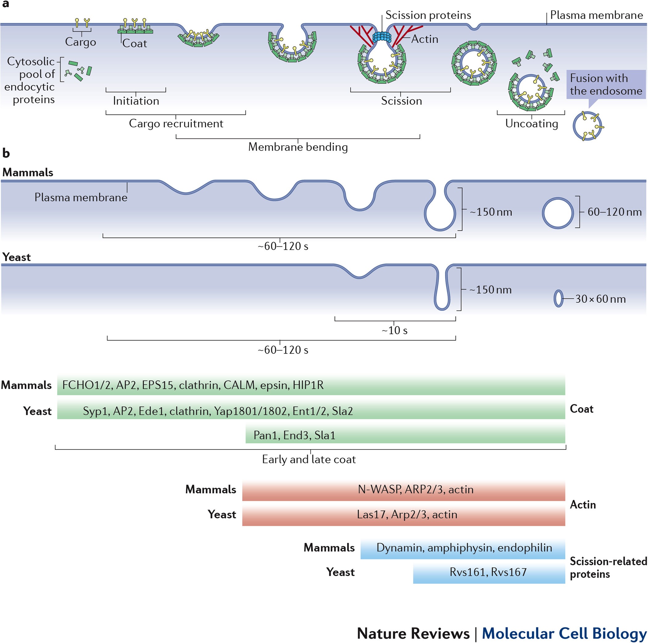 Mechanisms of clathrin-mediated endocytosis | Nature Reviews 
