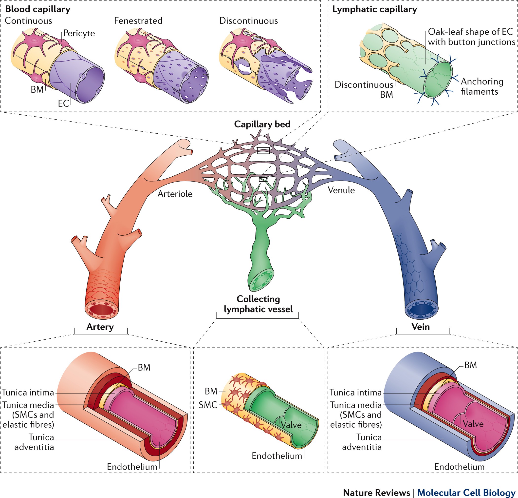 Vascular Heterogeneity And Specialization In Development And Disease Nature Reviews Molecular Cell Biology