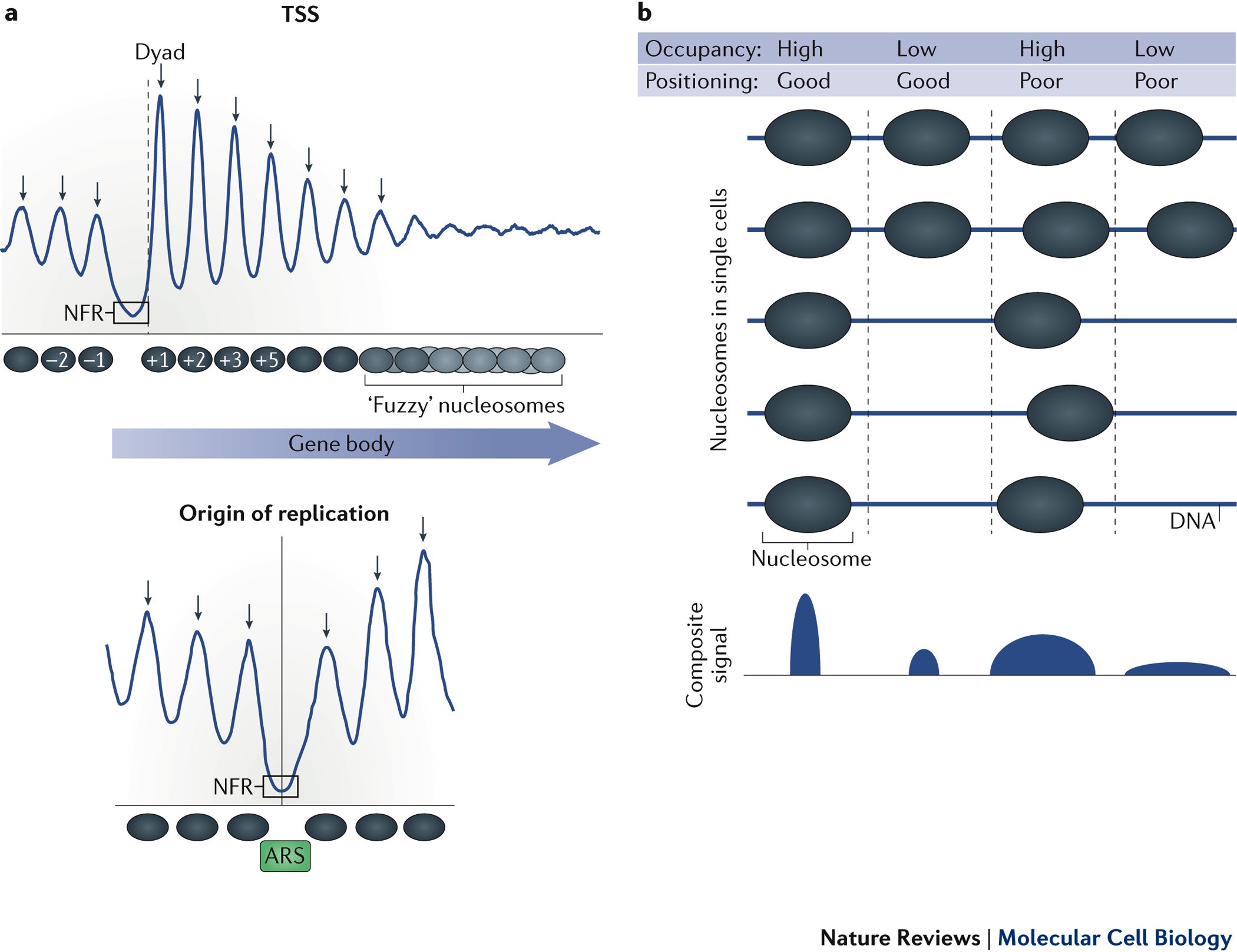 Understanding nucleosome dynamics and their links to gene expression and  DNA replication | Nature Reviews Molecular Cell Biology