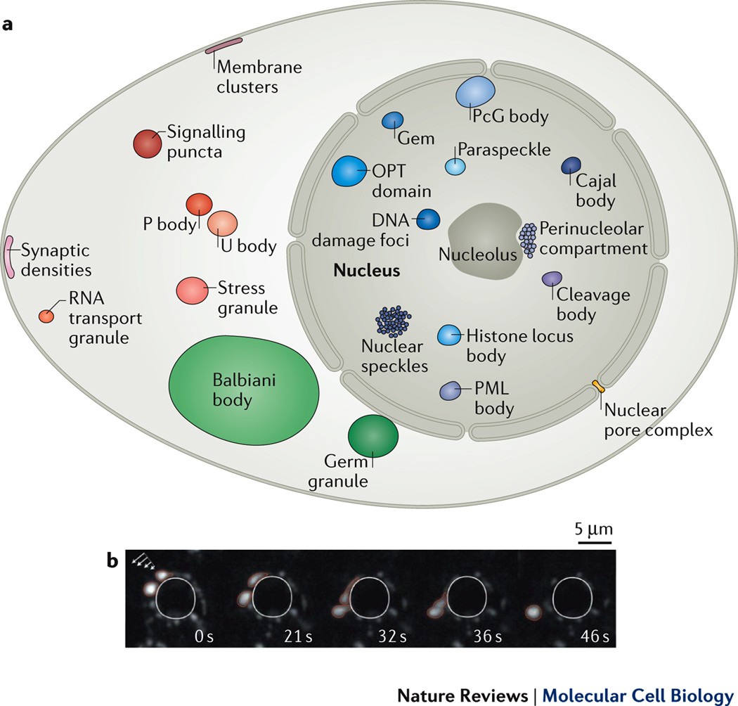 Drama fremtid Også Biomolecular condensates: organizers of cellular biochemistry | Nature  Reviews Molecular Cell Biology