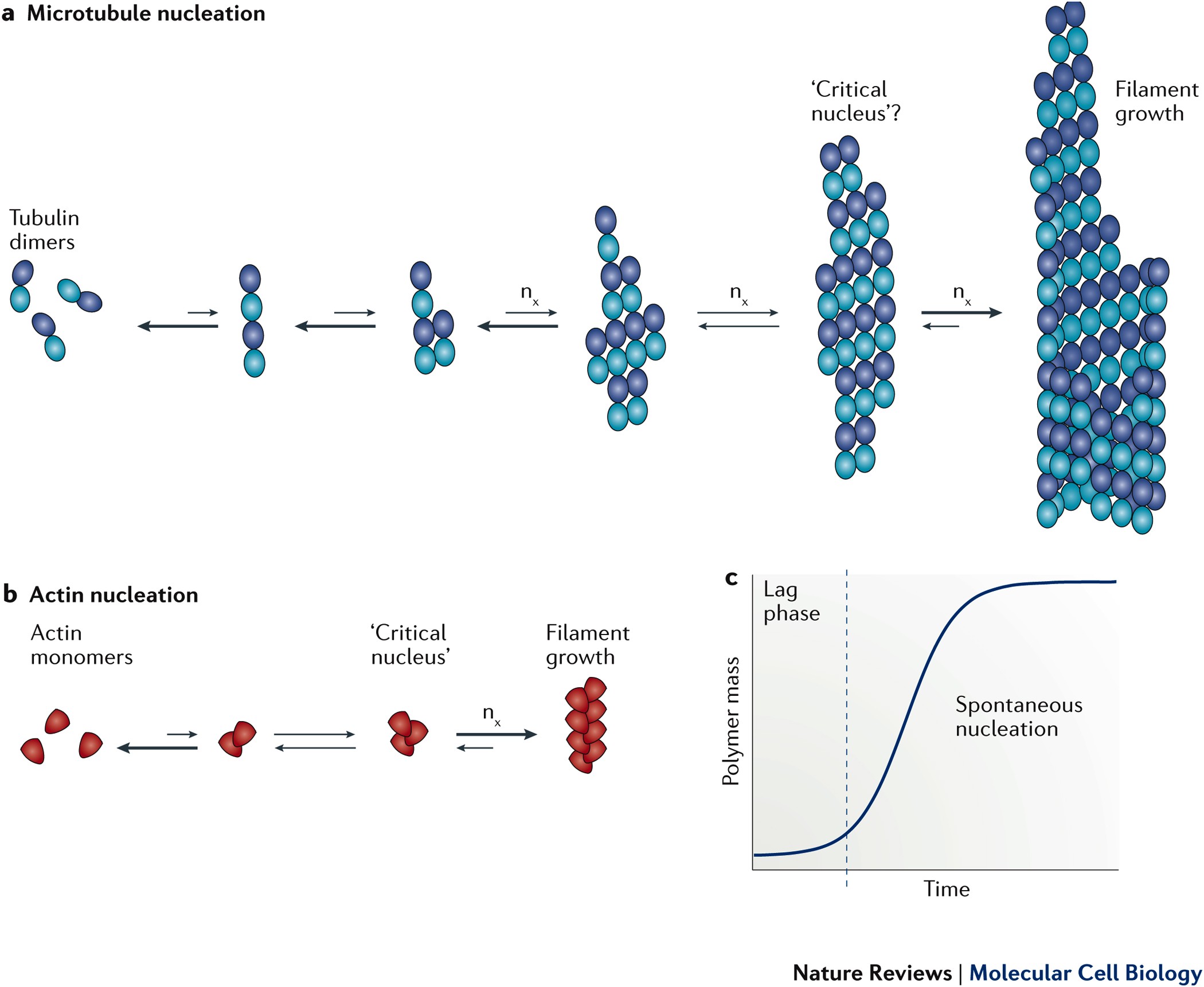 Microtubule Nucleation Beyond The Template Nature Reviews Molecular Cell Biology Microtubule Nucleation Beyond The Template Nature Reviews Molecular Cell Biology
