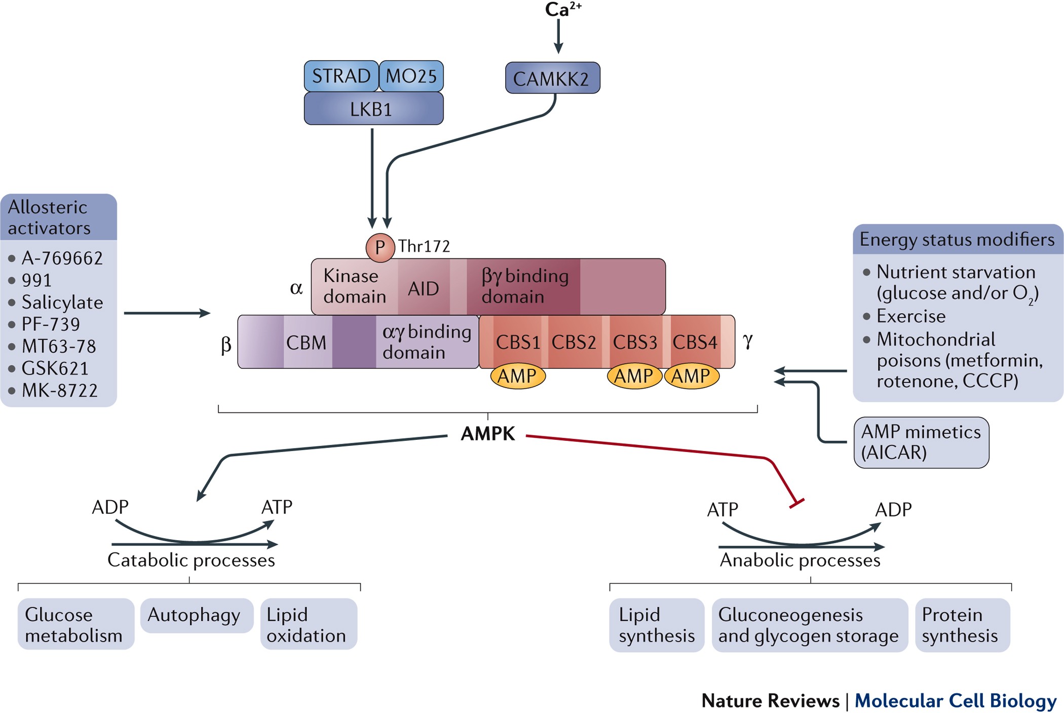 Mitochondrial signalling and homeostasis: from cell biology to