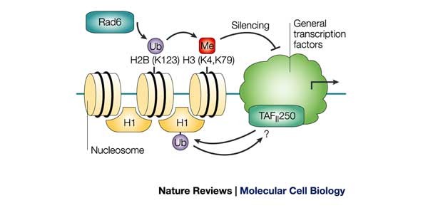 UBR2 mediates transcriptional silencing during spermatogenesis via histone  ubiquitination