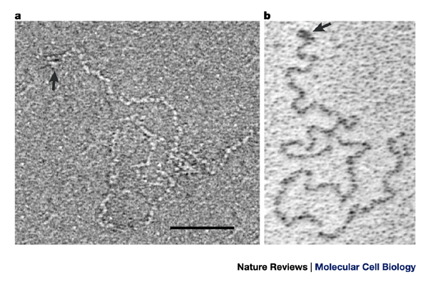 Titin Properties And Family Relationships Nature Reviews Molecular Cell Biology