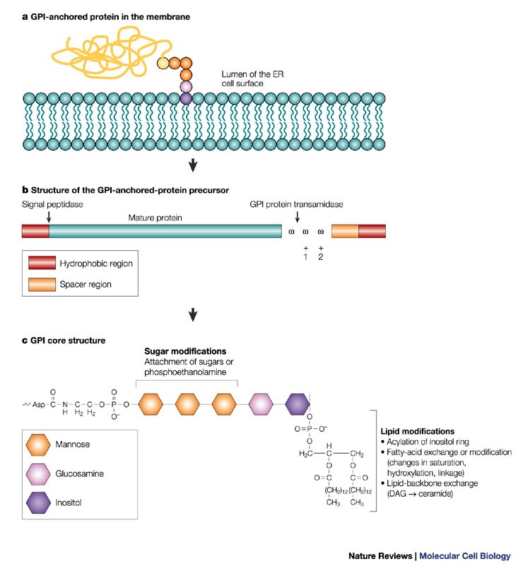 Sorting GPI-anchored proteins | Nature Reviews Molecular Cell Biology