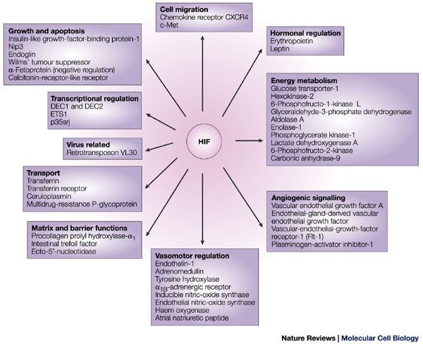 Oxygen Sensing By Hif Hydroxylases Nature Reviews Molecular Cell Biology