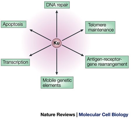 DNA Doughnuts Resist Radiation, Science