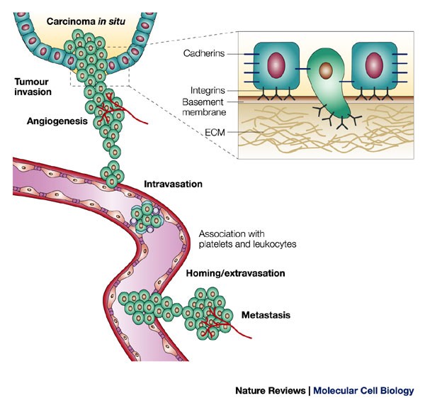 Integrin signalling during tumour progression | Nature Reviews Molecular  Cell Biology