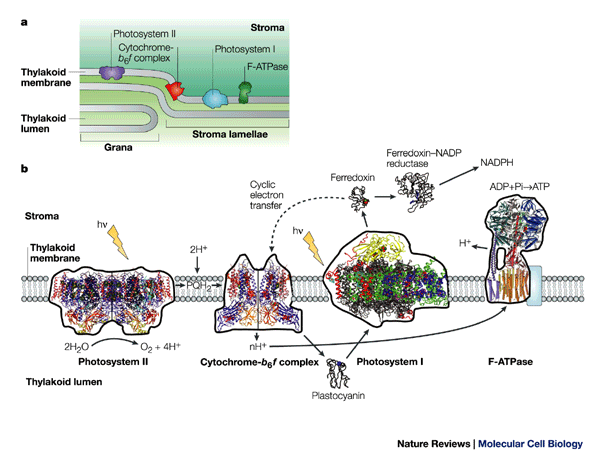 The Complex Architecture Of Oxygenic Photosynthesis | Nature Reviews  Molecular Cell Biology The Complex Architecture Of Oxygenic Photosynthesis | Nature Reviews  Molecular Cell Biology