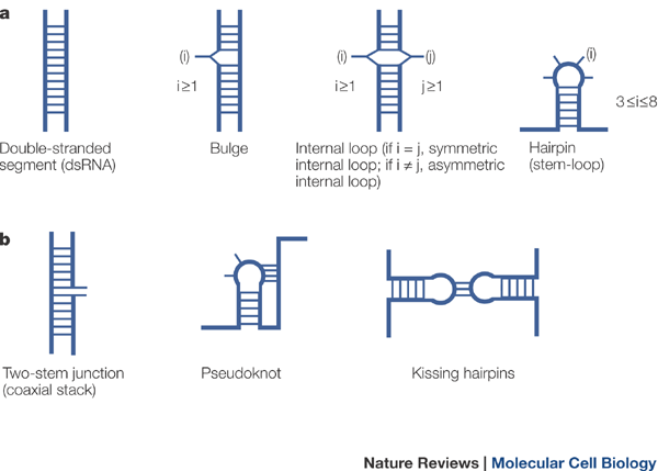 The Double Stranded Rna Binding Motif Interference And Much More Nature Reviews Molecular Cell Biology