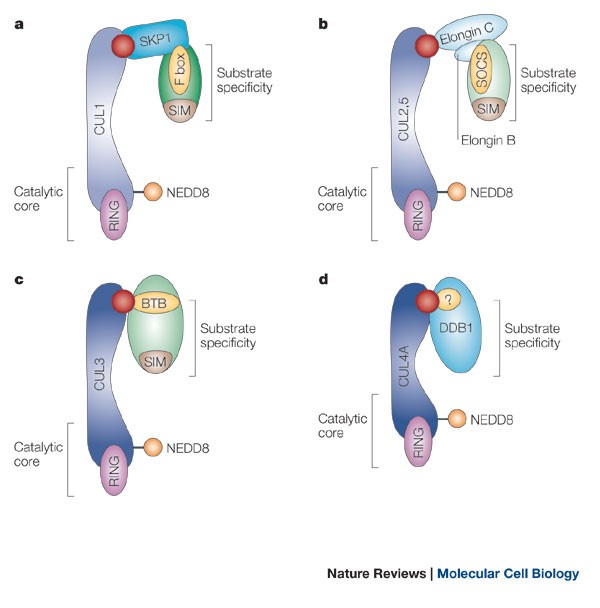 Function and regulation of cullin–RING ubiquitin ligases | Nature Reviews  Molecular Cell Biology