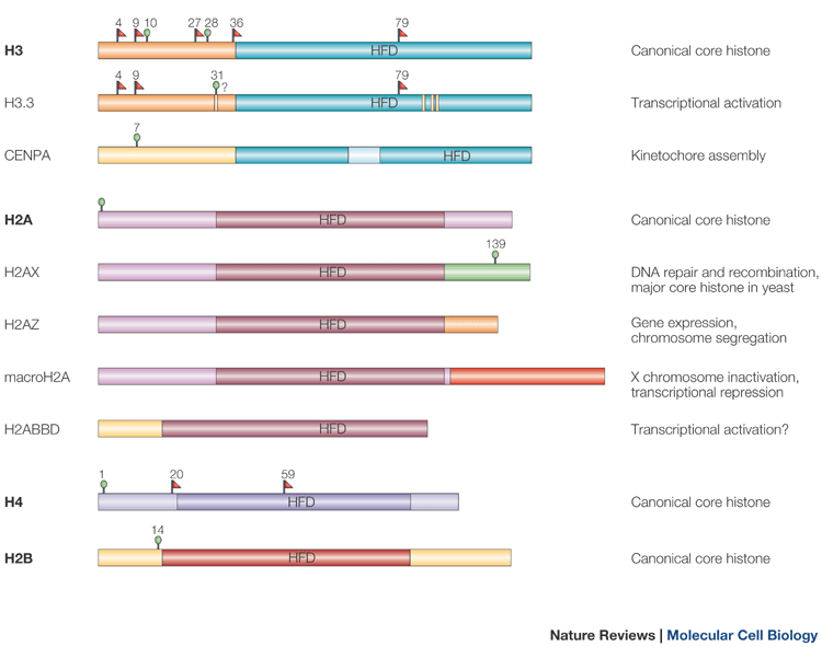 Histone Variants Meet Their Match Nature Reviews Molecular