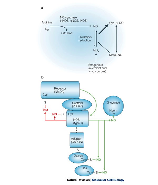 nitrosothiol and glutathione Protein S-nitrosylation: purview parameters Bien-Être GNC Glutathione - 60 Size (mL):3mL Induces apoptosis in mouse