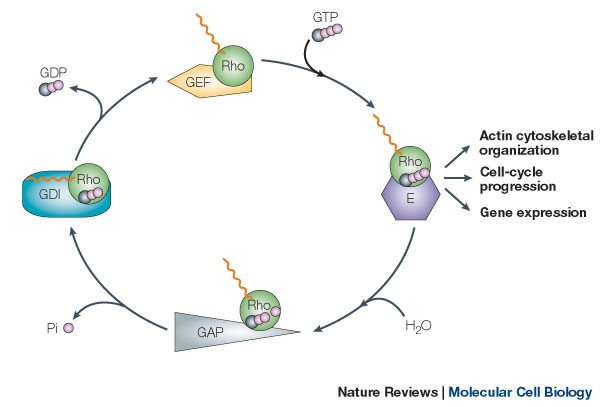 GEF means go: turning on RHO GTPases with guanine nucleotide-exchange  factors | Nature Reviews Molecular Cell Biology