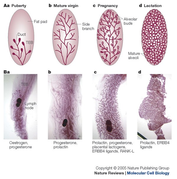 Information networks in the mammary gland | Nature Reviews Molecular Cell Biology Information networks in the mammary gland | Nature Reviews Molecular Cell Biology
