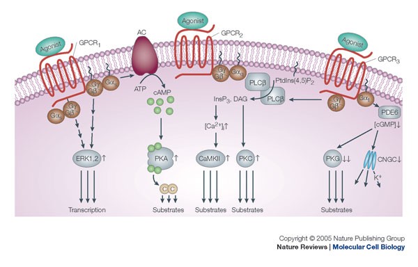 G proteins in development | Nature Reviews Molecular Cell Biology