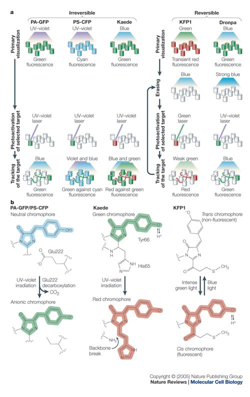 Photoactivatable fluorescent proteins | Nature Reviews Molecular Cell  Biology