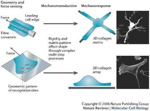 Local Force And Geometry Sensing Regulate Cell Functions Nature Reviews Molecular Cell Biology