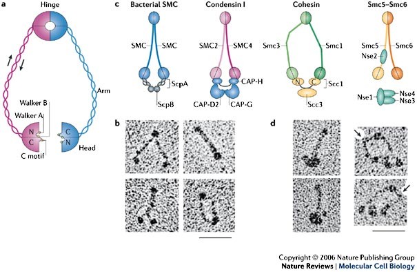 Picture of SMC protein